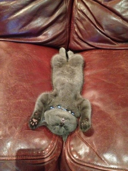 A-legkényelmesebb-kanapén-akár-egész-nap-képesek-szunyókálni