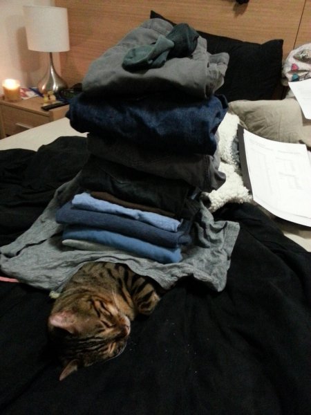 Ez-a-macska-abszolút-túlzásba-esett.-Mondjuk-biztos-kényelmesen-fekszik.