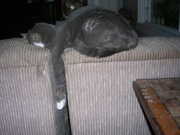 Ez-a-macska-már-kezd-beleolvadni-a-kanapéba