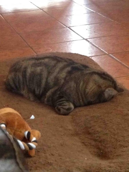 Viszont-néha-kényelmesebb-egy-szőnyegen-aludni