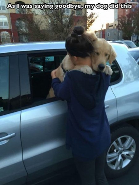 dog-mans-best-friend-2-154bf4