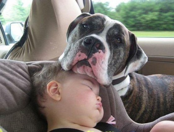 dog-mans-best-friend-2-2132db