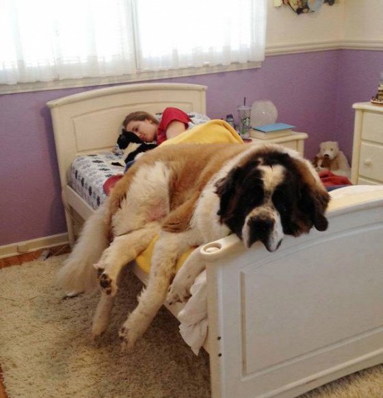 dog-mans-best-friend-2-2332db